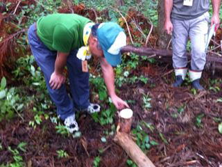 木の年齢当てクイズ・さあ何歳くらいの木だろうね？