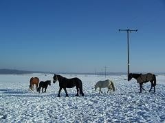 unsere 2,5 ha große Winterweide
