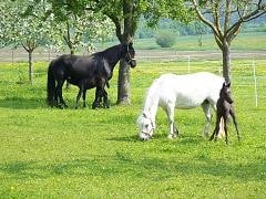 glückliche Weidetiere