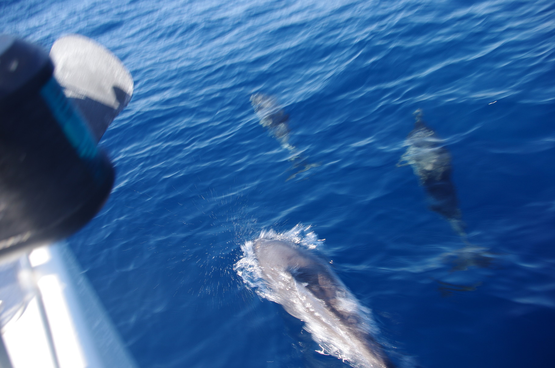 Grosse Tümmler vor la Gomera, Kanaren