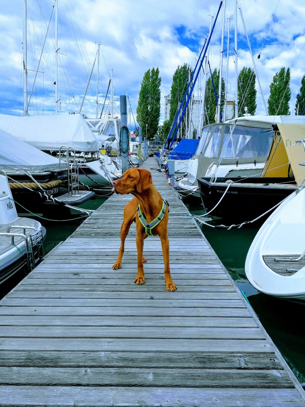 Karthago auf "seinem" Steg in Romanshorn