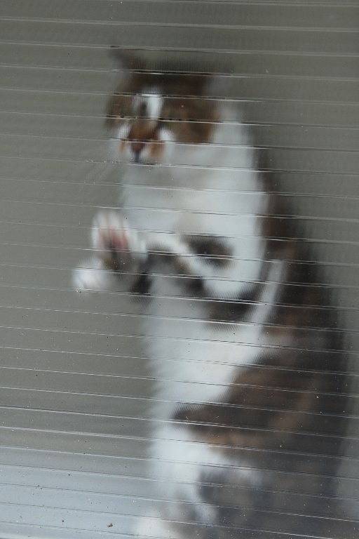 Didier : Pauvre chat