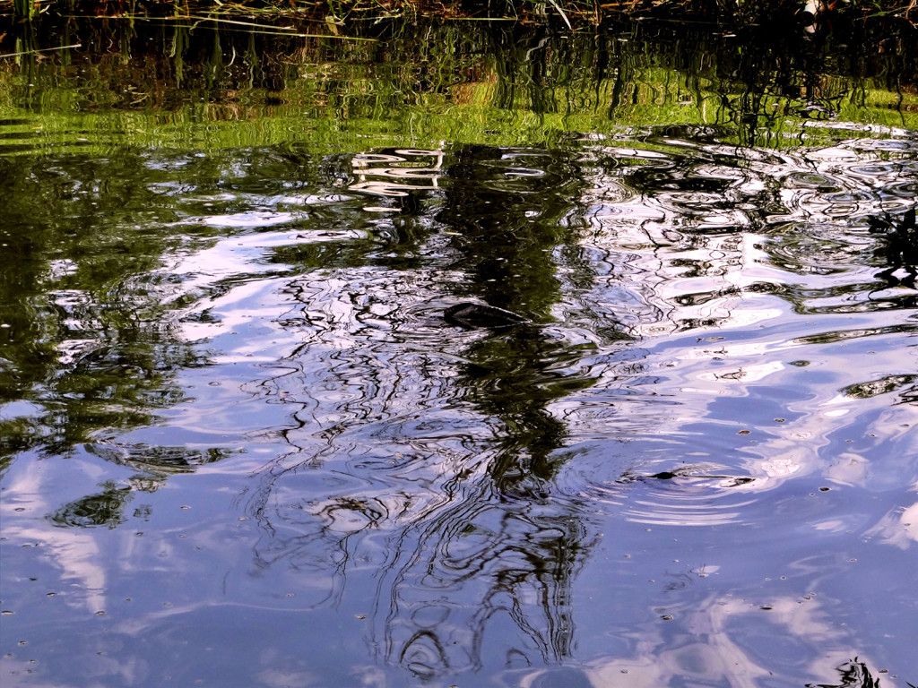 Truite 2 - photo proposée par Annie T.