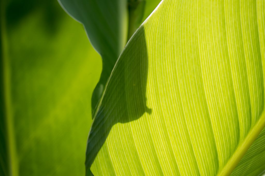 Marie Jo - Clair obscur