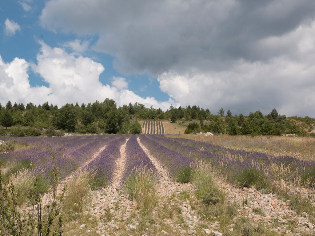 Lavande - photo proposée par André L.