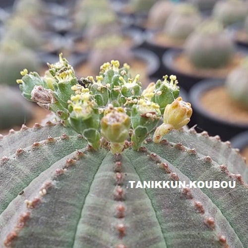 オスとメスの見分け方⁉ユーフォルビア・オベサ ｜オベサの実生その1