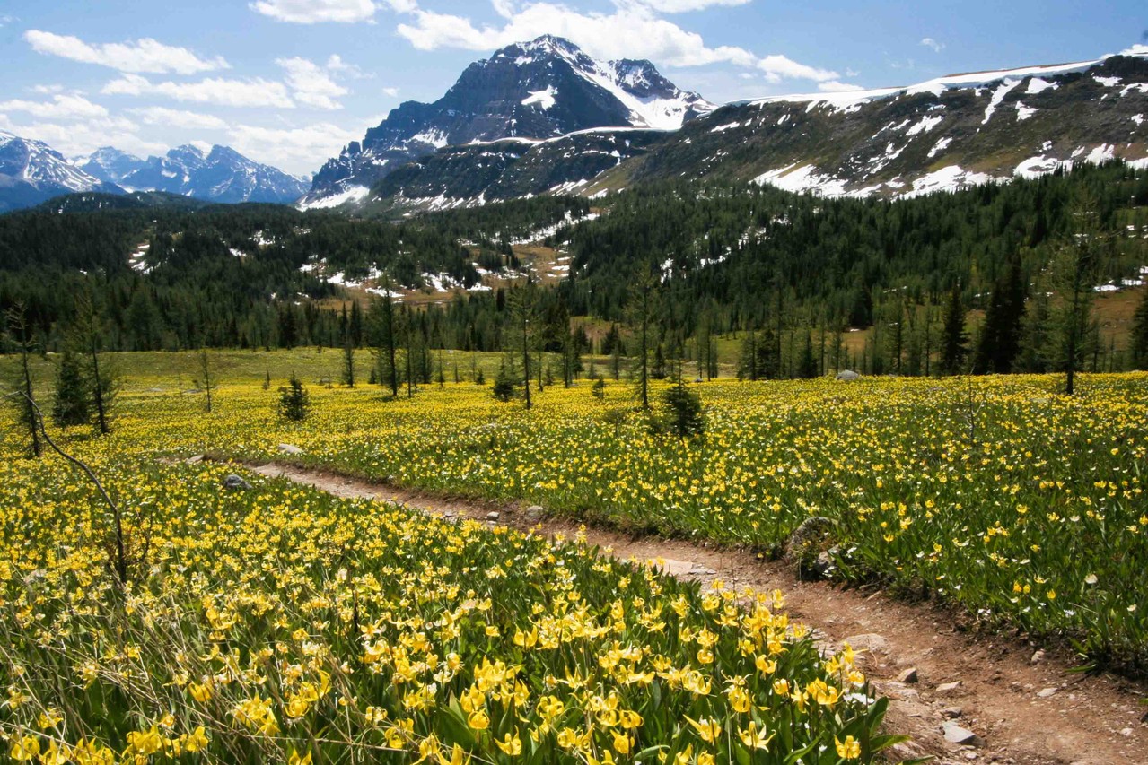 モナーク・マウンテンと黄花カタクリ、ヒーリーメドウハイク