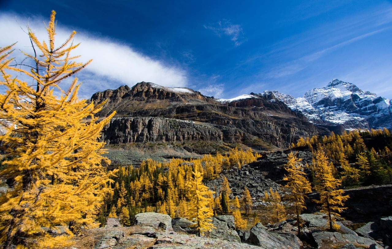 カラ松に覆われているオパビンプラトー