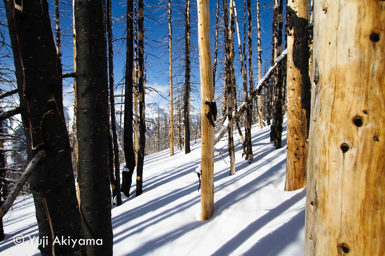 カナナスキス 山火事あとを登る
