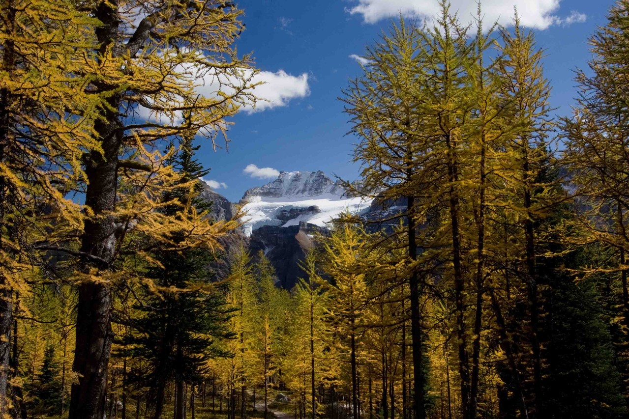 マウント・フェイと黄葉、ラーチバレーハイク