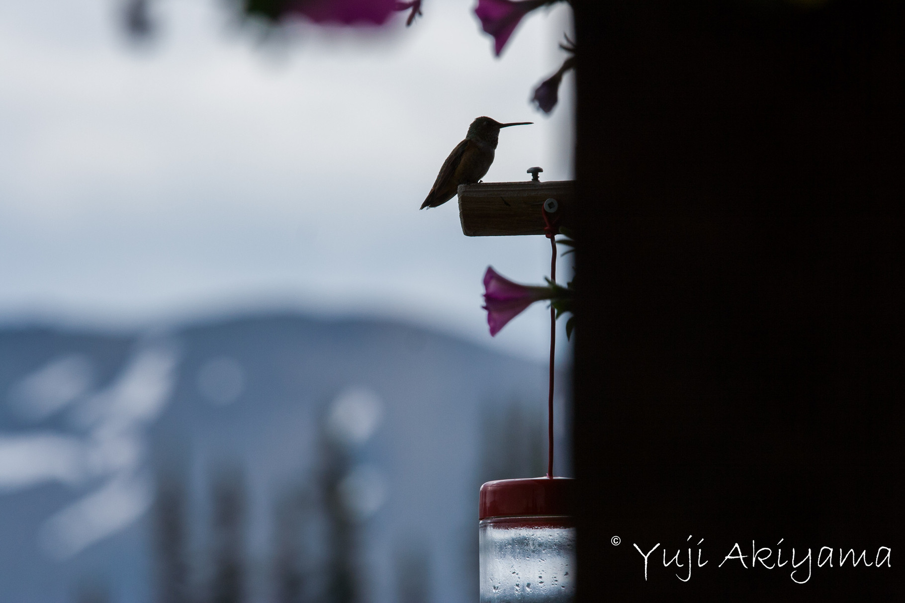 バルコニーにはハチドリが遊びに来ることも