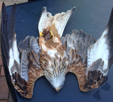 Nachweislich vergifteter Rotmilan, der im März 2013 in Holdorf-Fladderlohausen gefunden wurde. Der NABU erstattete Strafanzeige und setzt zur Täterergreifung 1.000 Euro Belohnung aus! Foto: NABU / Uli Heitmann