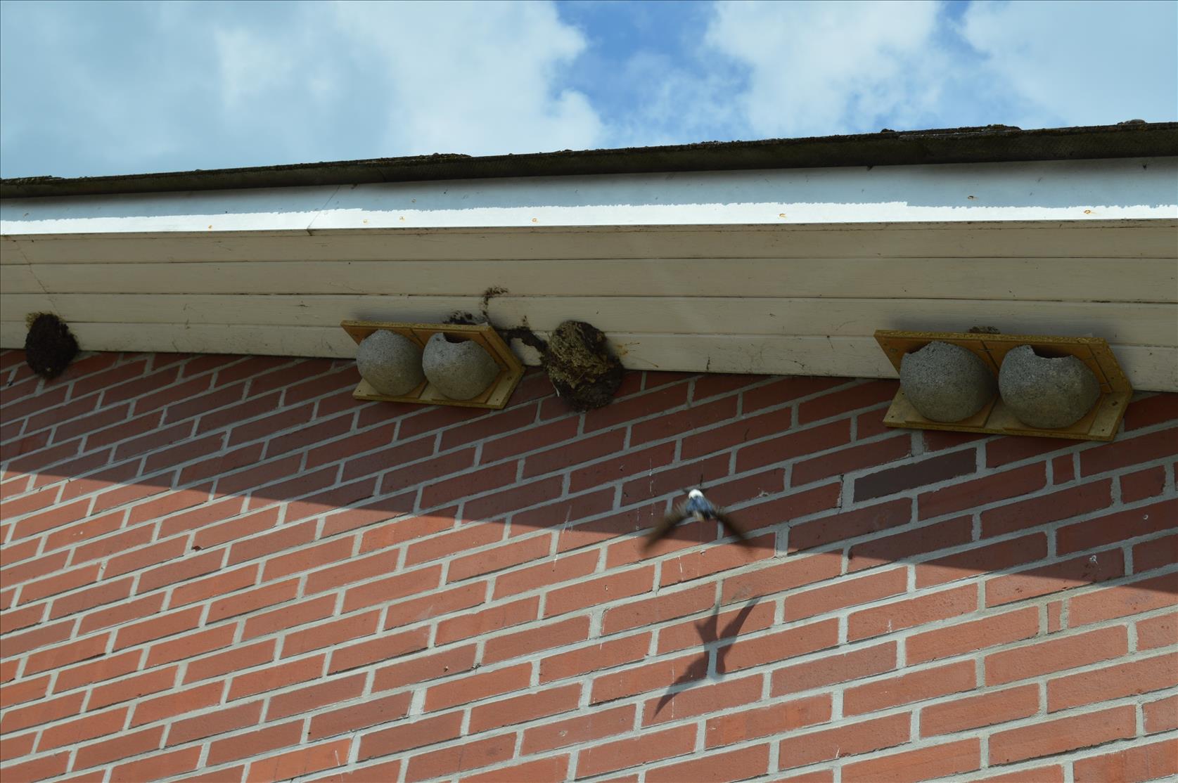 Nisthilfen für Mehlschwalben  -  erfolgreich angenommen