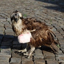 Verletzter Fischadler mit Bandage