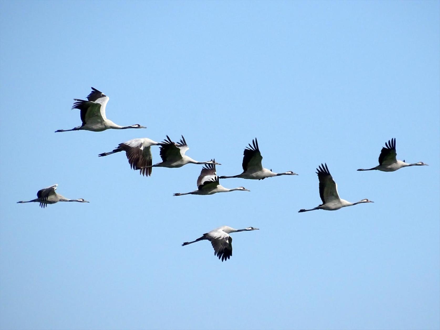 Kranich - viel NABU-Engagement für Moor- und Vogelschutz
