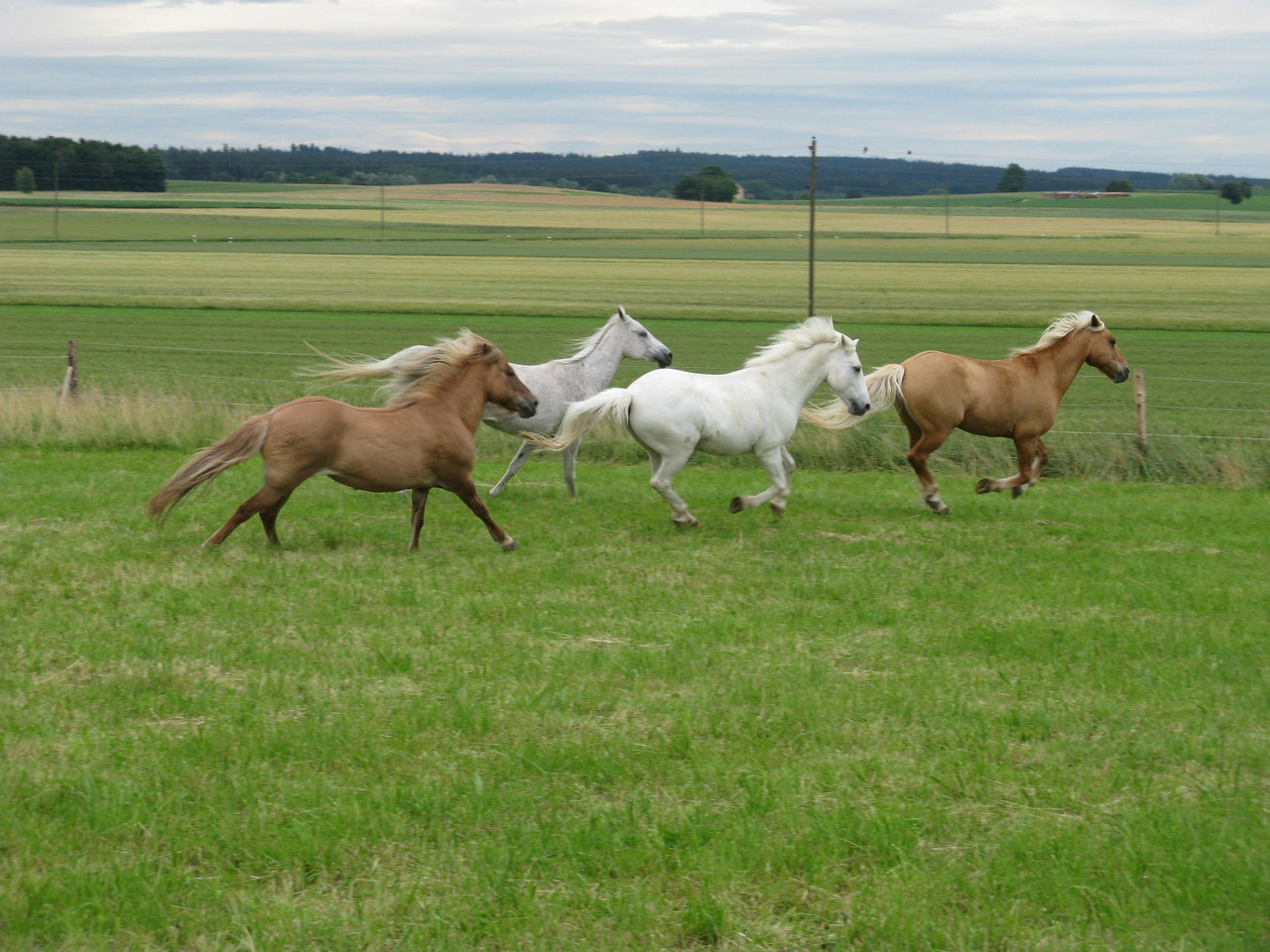 In vollem Galopp über die Koppel