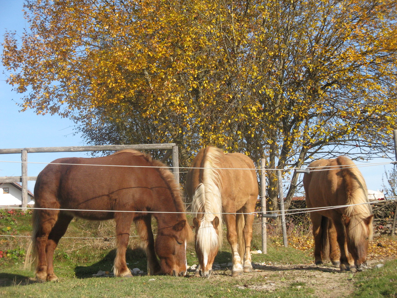 Neele, Apell und Lotta