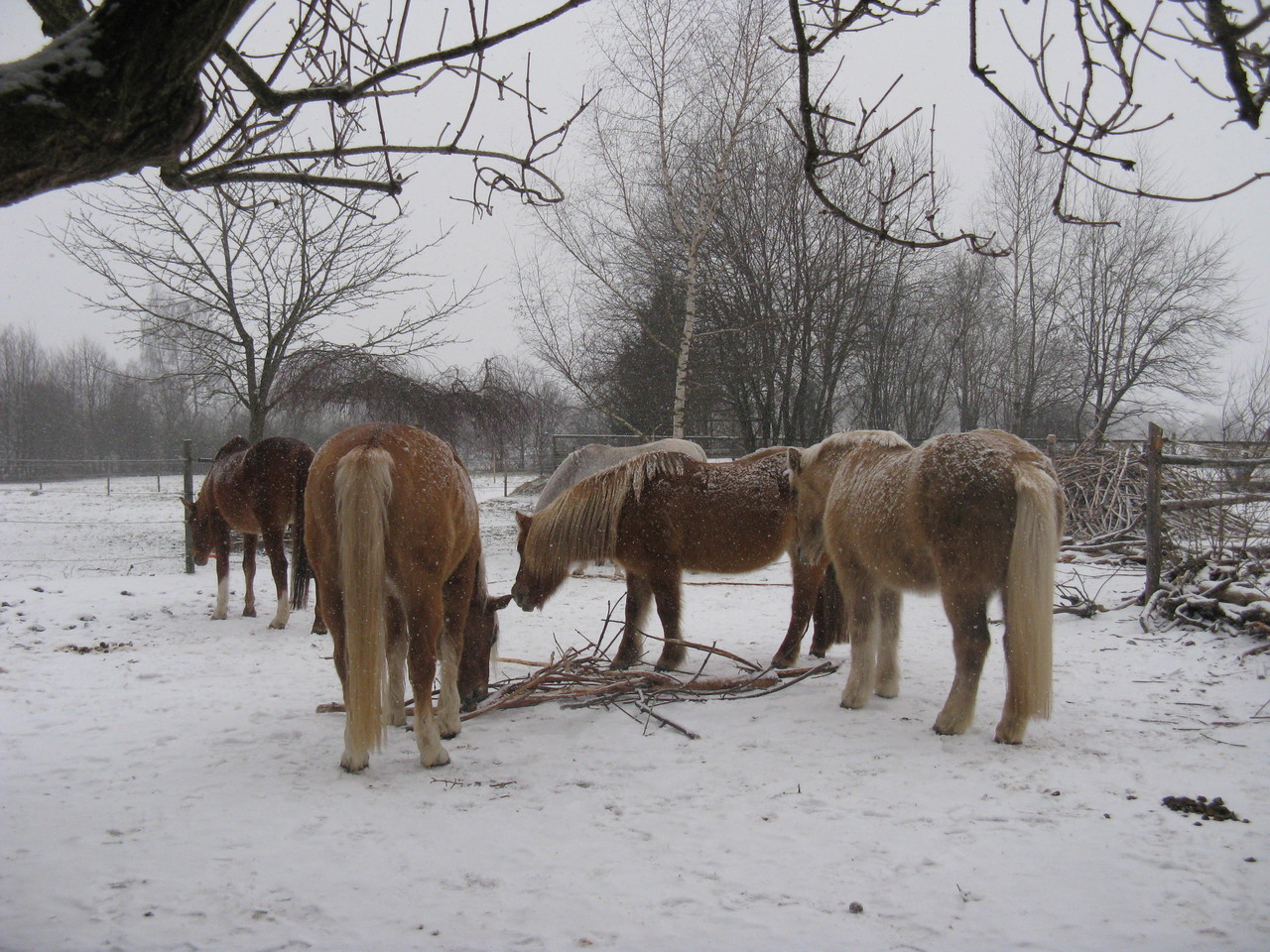 Da kommt Weihnachtsstimmung auf