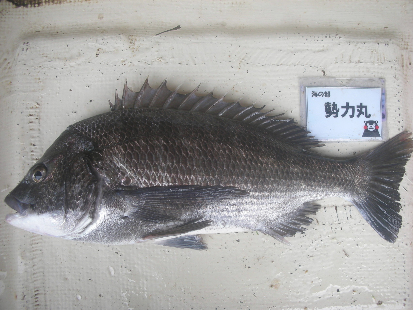 ５月７日　緒方さん　ガバチヌ５０．３㎝