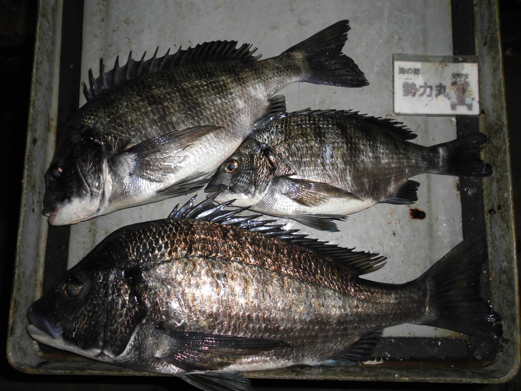 ３月２６日　林さん　ガバチヌ５０㎝