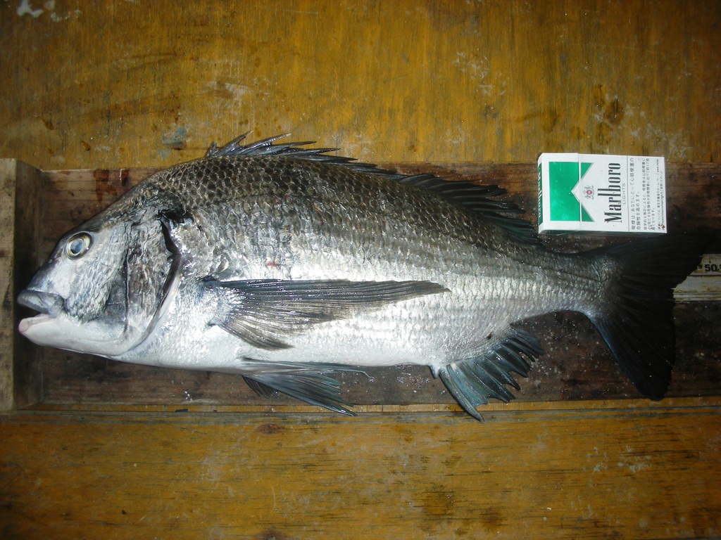 ５月２日　緒方　幸一さん　ガバチヌ５０．９㎝を頭に３匹