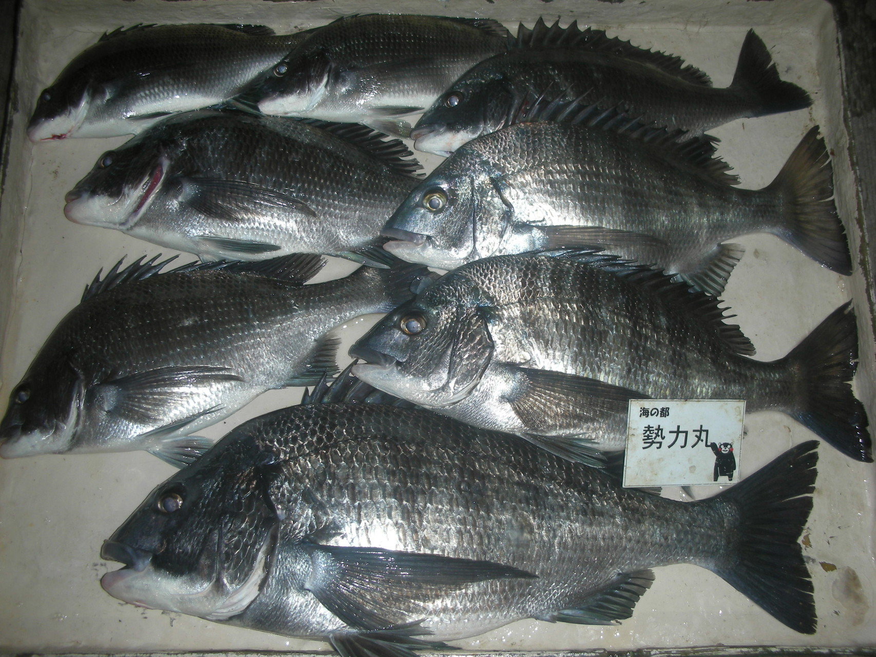 ３月１４日　藤田さん　ガバチヌ５０．２㎝を頭に７匹