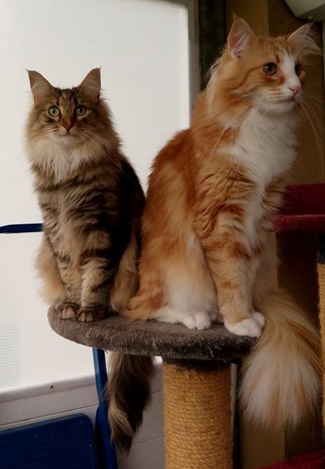 Bella, Ralph Rüdiger 22 Monate