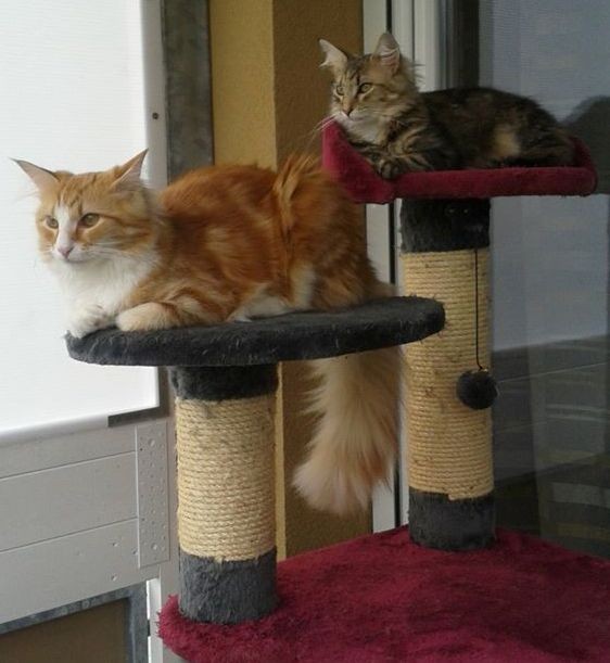 Ralf Rüdiger, Bella, 9 Mon.