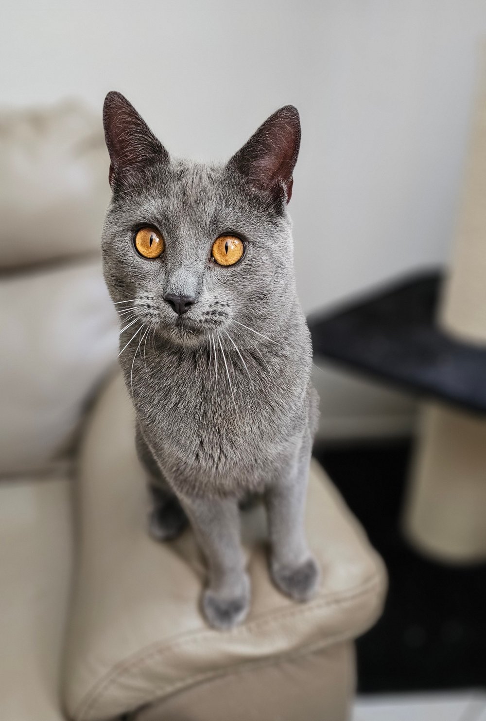 Unser Schmusebär Pablo Picasso mit fast 1 Jahr