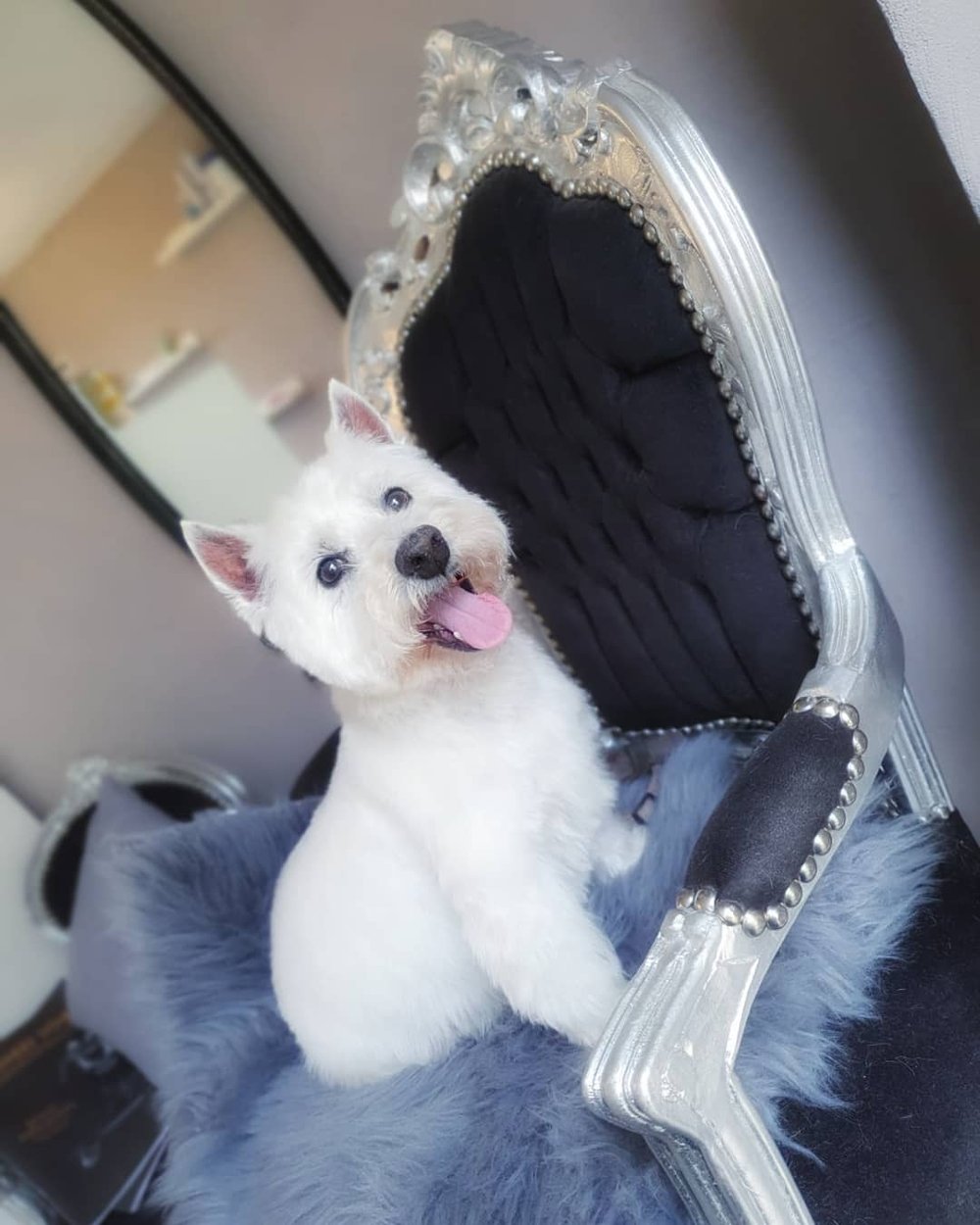 Westhighland Terrier 