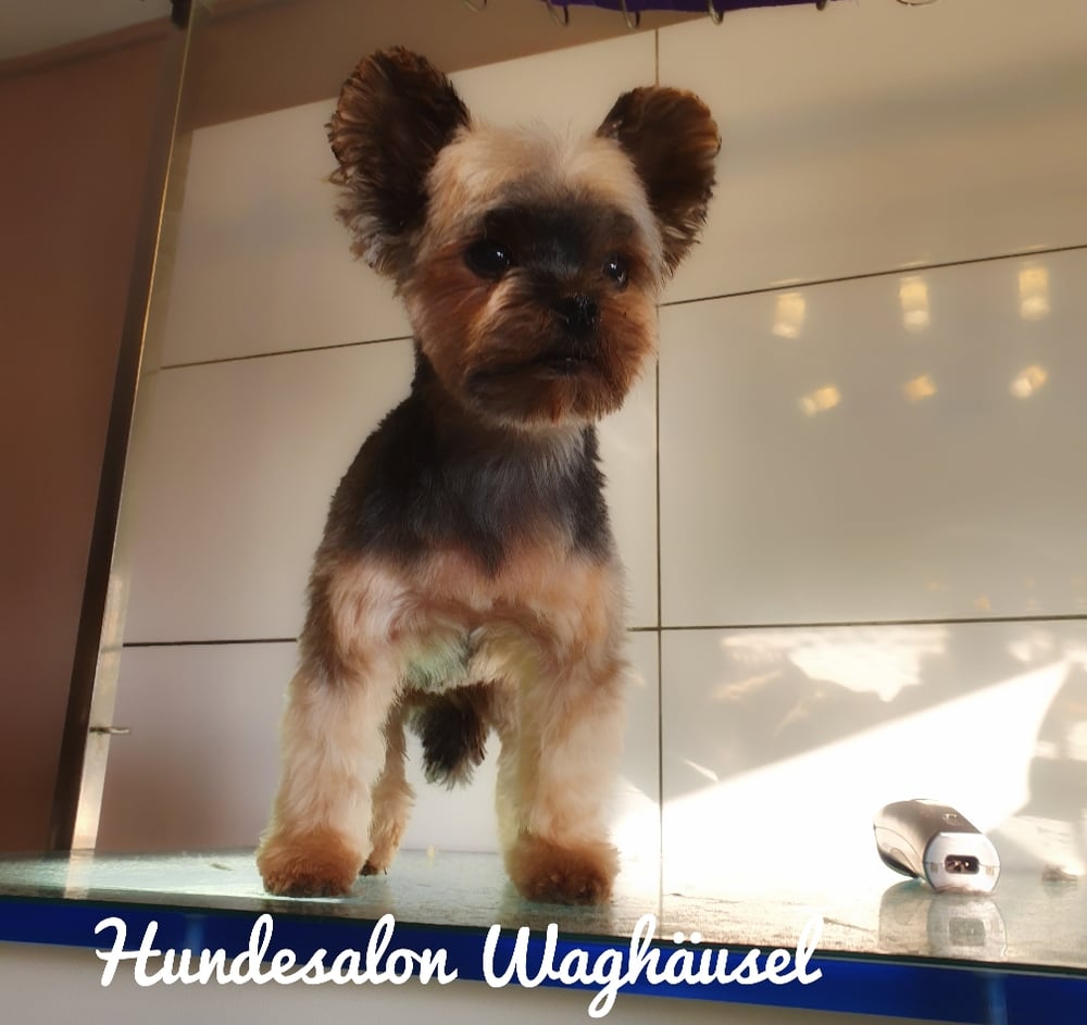 Yorkshire terrier 