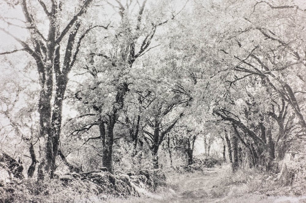 Alternative Photography