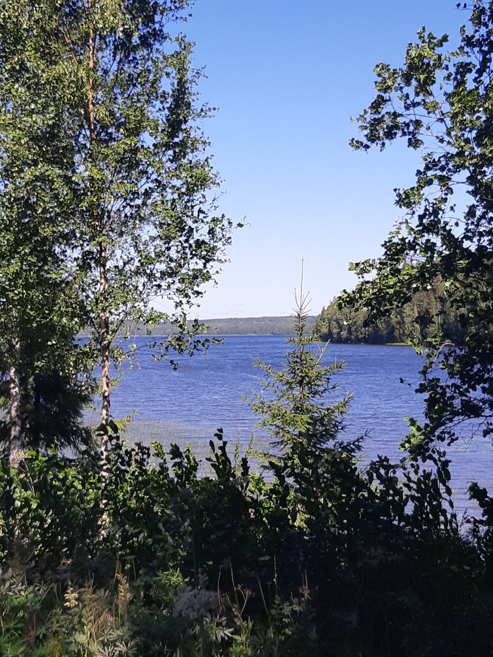 Blick zwischen den Bäumen auf einen See