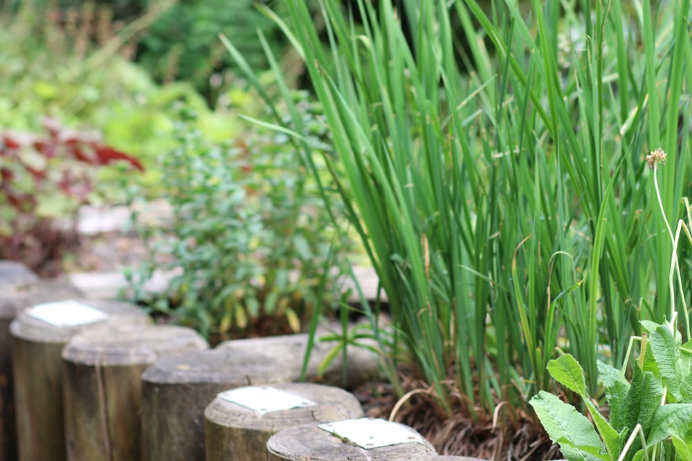 Pflanzbeet im Blindengarten