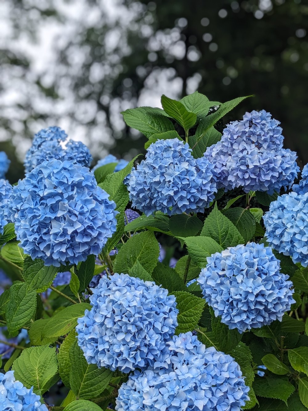 新潟県もいよいよ梅雨入りです