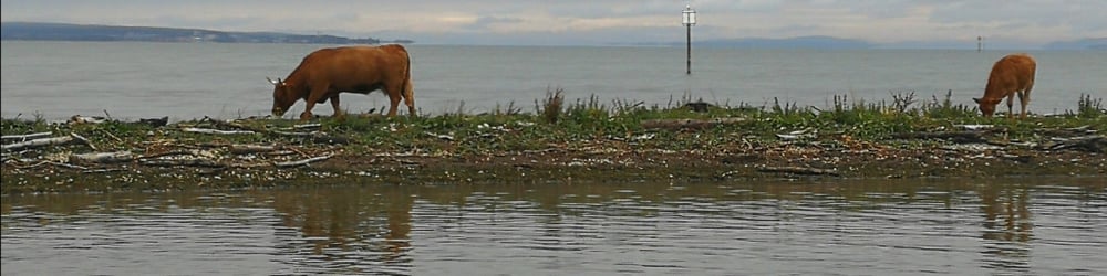 Hochlandrinder auf dem Damm bei Altenrhein 