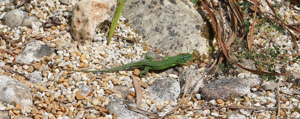 Organisationsentwicklung: Identität wächst. Man kann sie nicht schlucken.