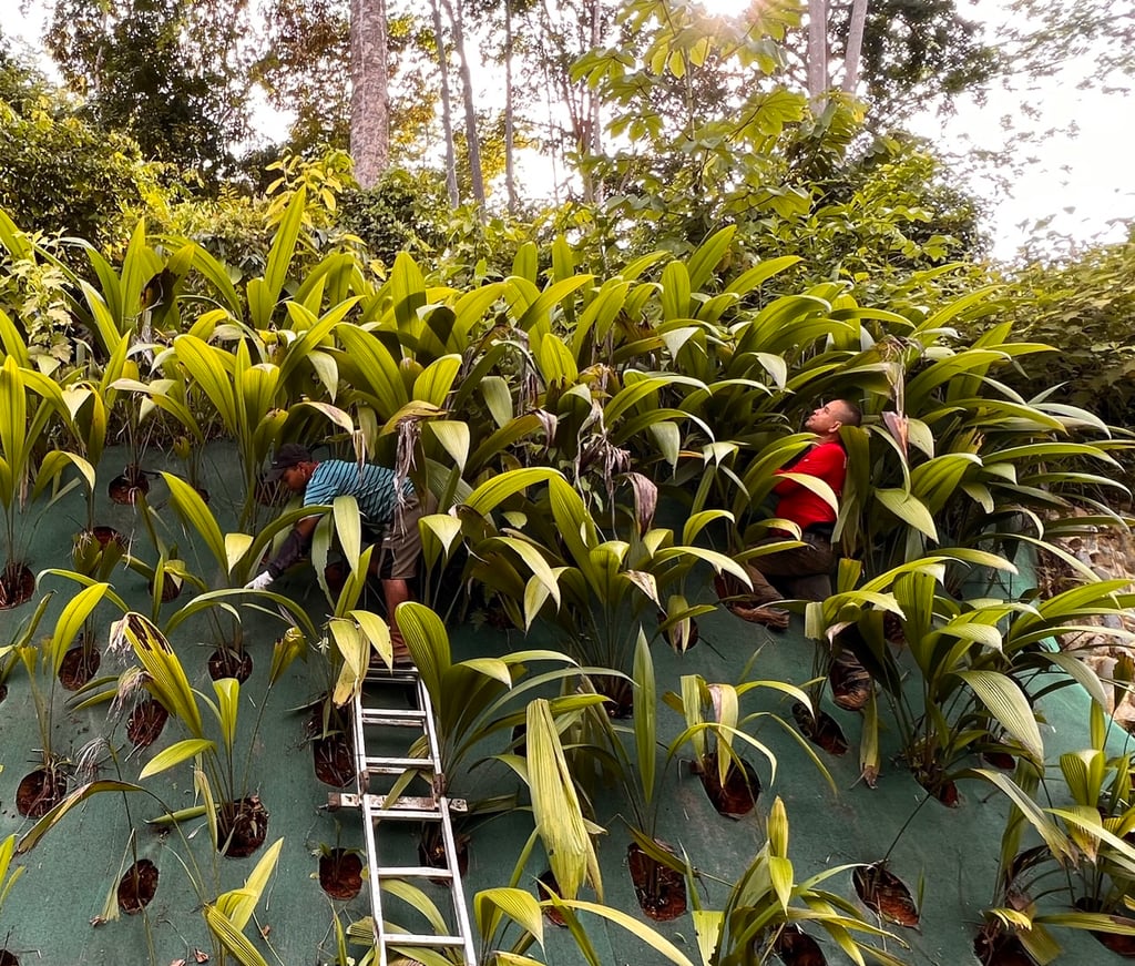 July 2023 - after 12 month the jungle immerses again, so the coquitos - palm gras to stabilise the slope above the access road - need care