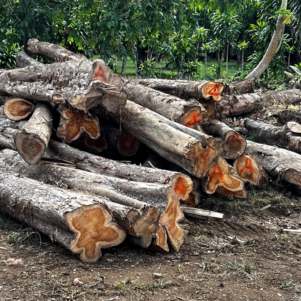 December 2022 - plantation teak wood cut for Ojo de Nila