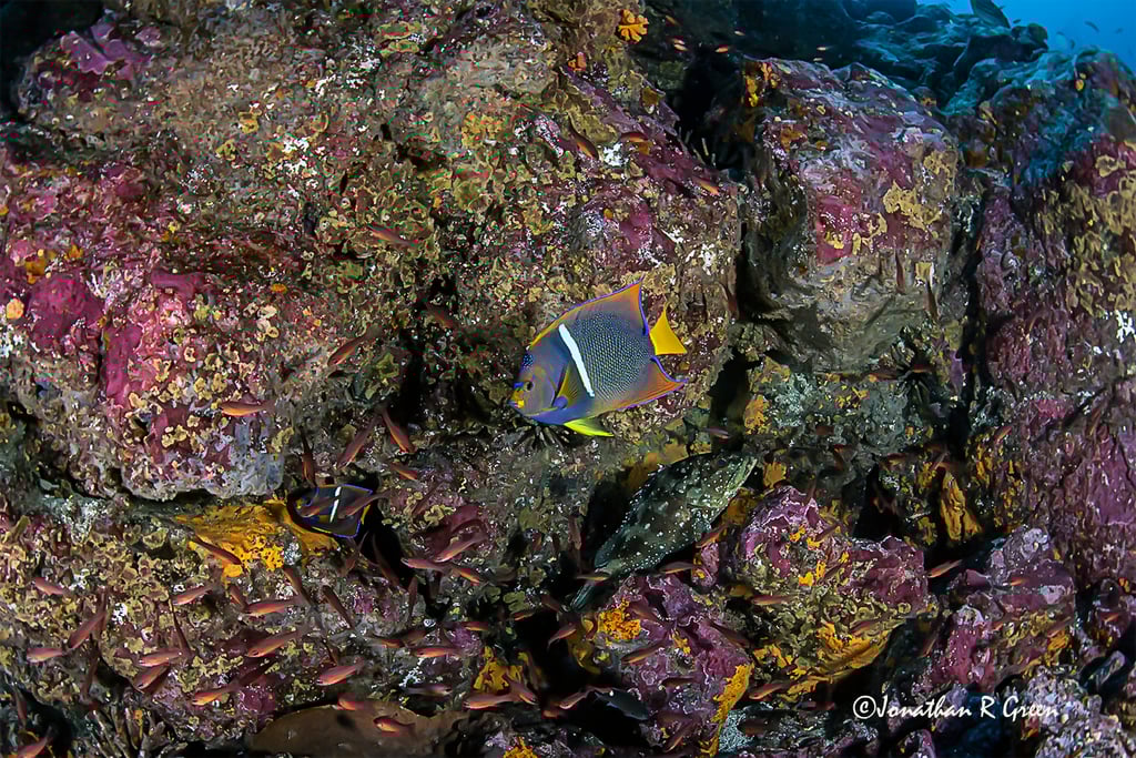 A beautiful brightly colored fish swims amongst brightly colored coral  