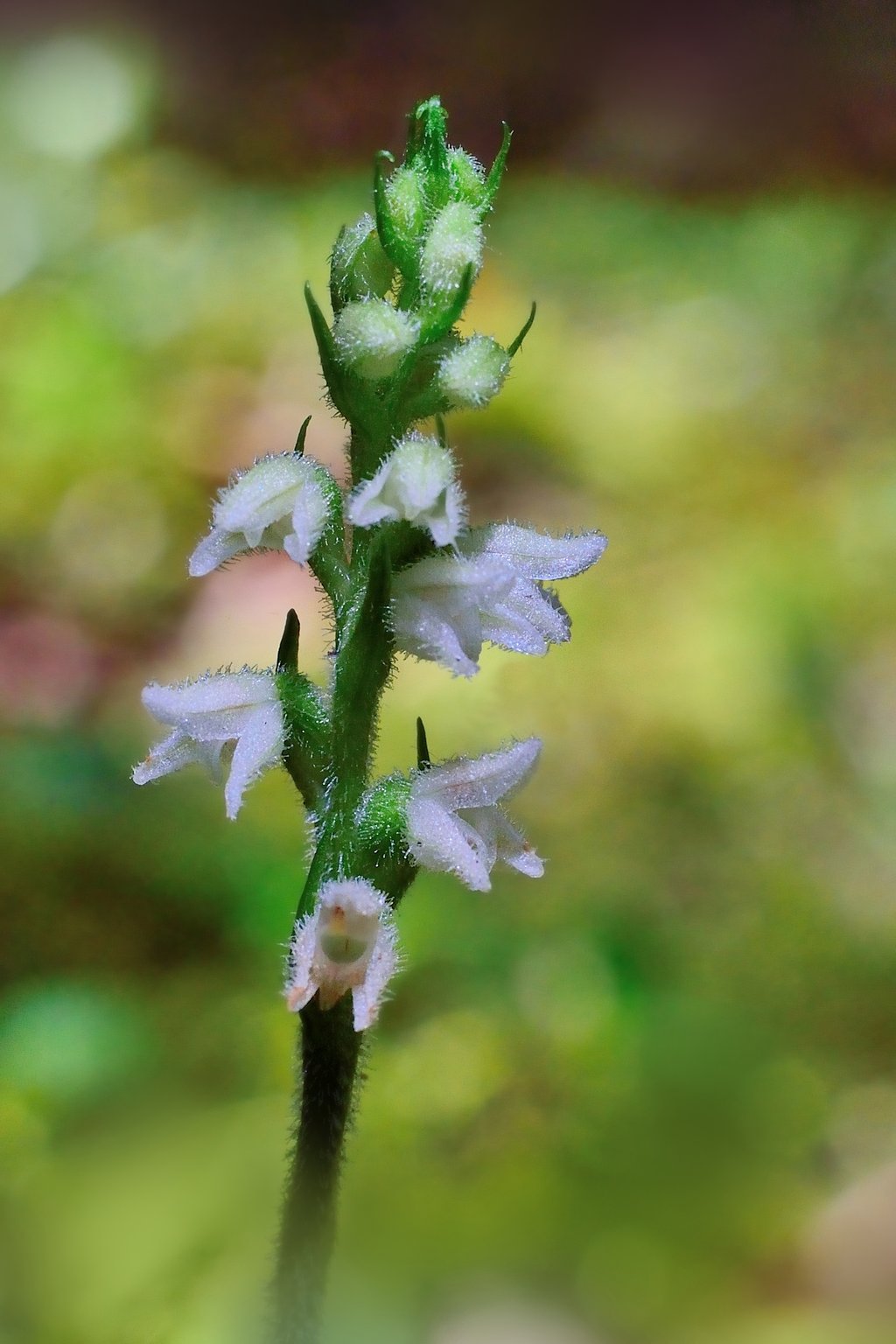Kriechendes Netzblatt, Moosorchis (Goodyera repens)