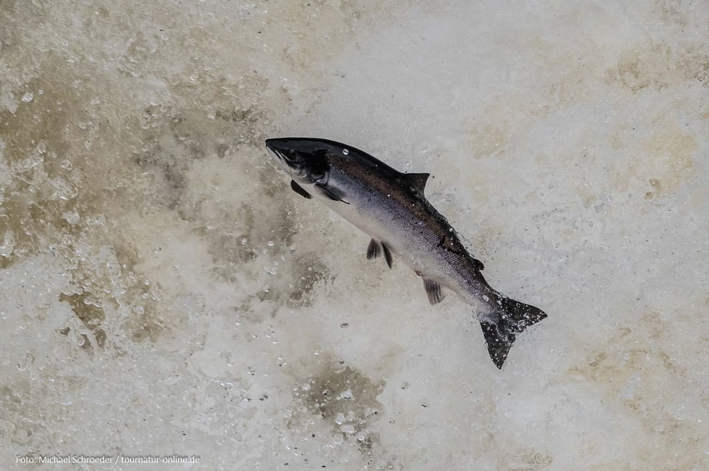 Springender Lachs am Shin-Fall