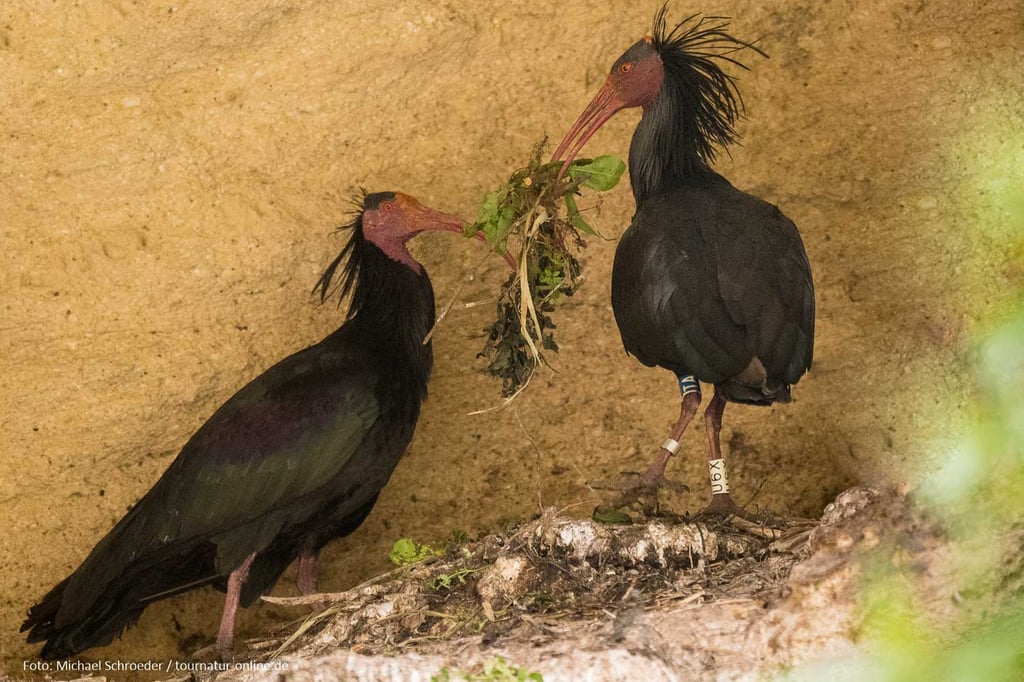 Waldrappe beim Nestbau.