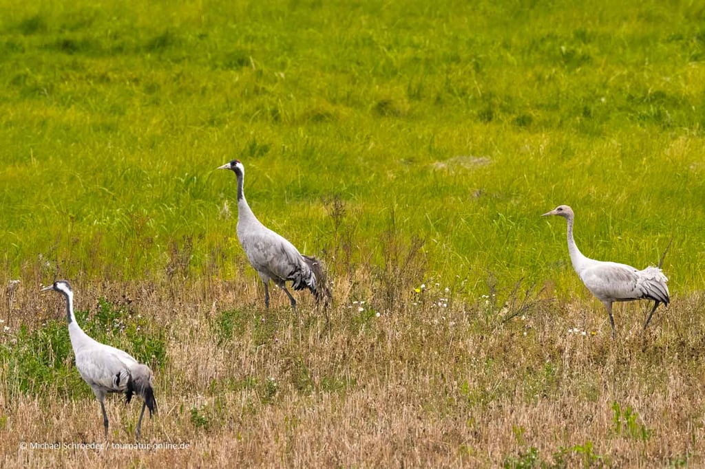 Kraniche am Puurijärvi and Isosuo National Park