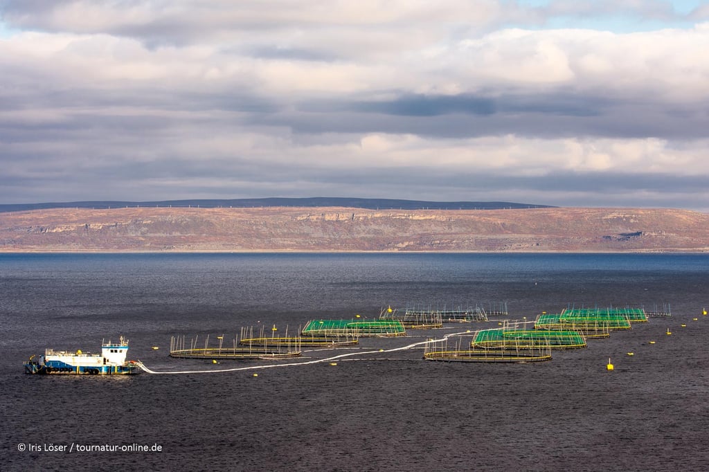 Fischzucht im Varanger Fjord
