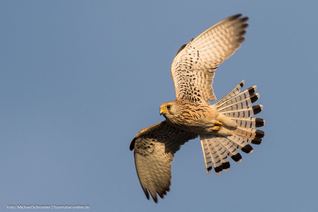 weiblicher Rötelfalke