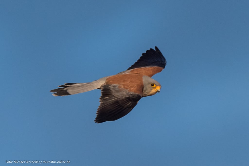 Männliche Rötelfalken haben auf dem Rücken keine Zeichnung.