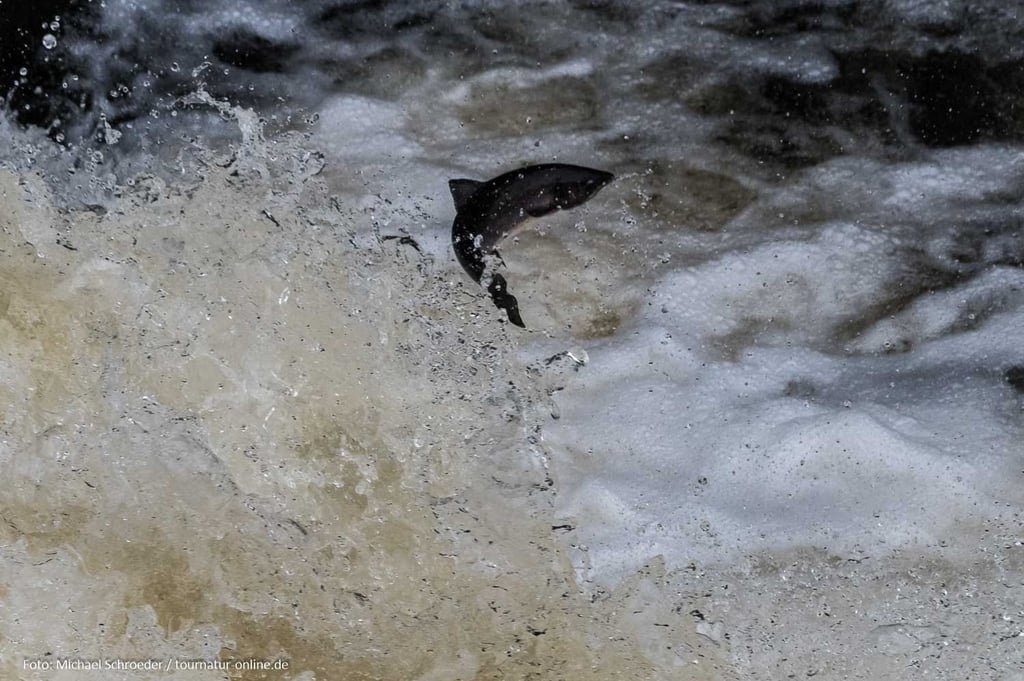 Springender Lachs am Shin-Fall