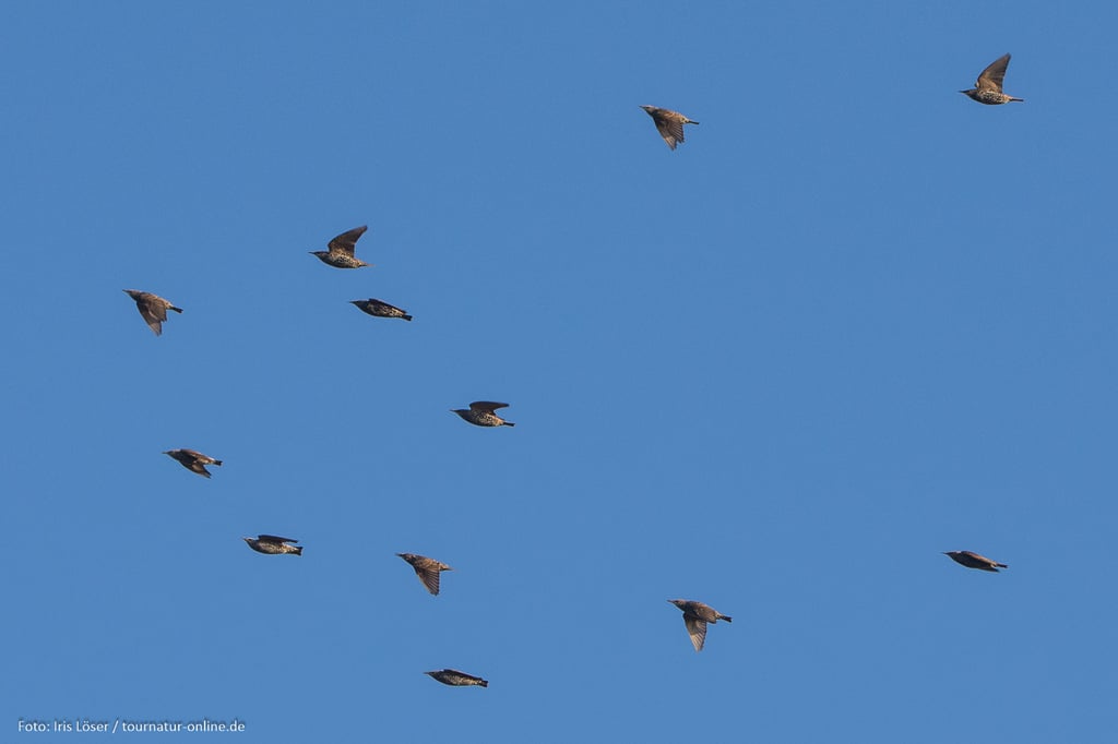auch viele Stare machen sich auf den Weg 