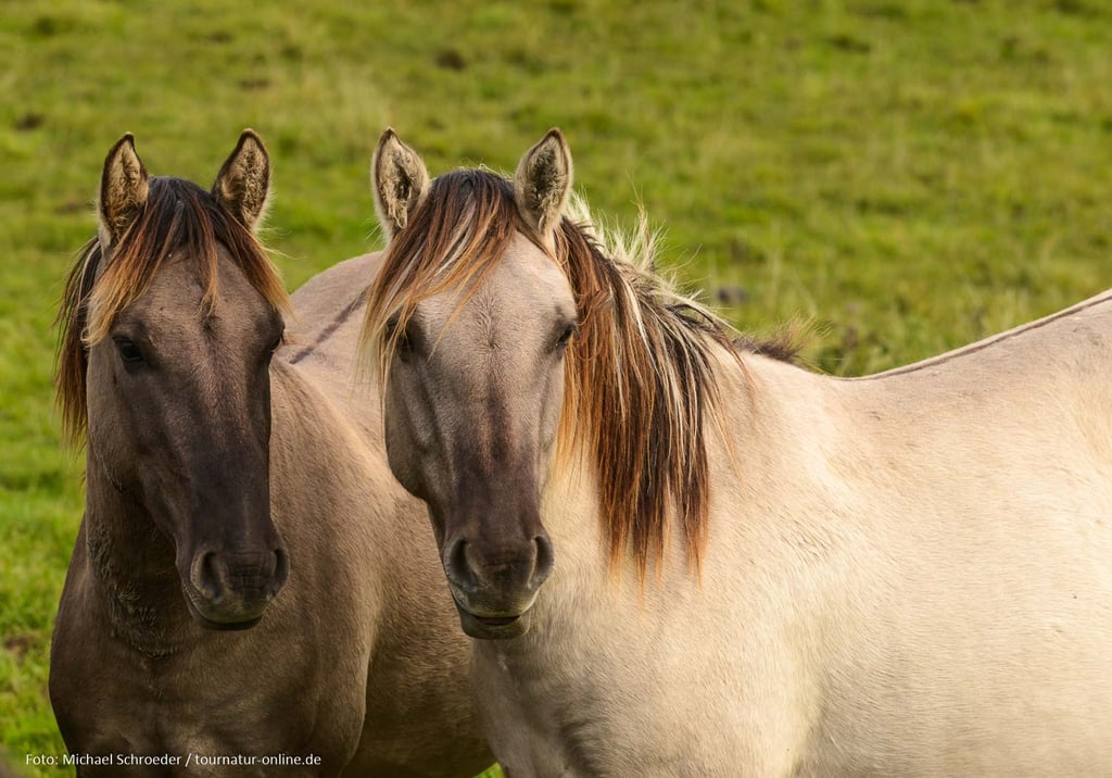 Konik-Pferde